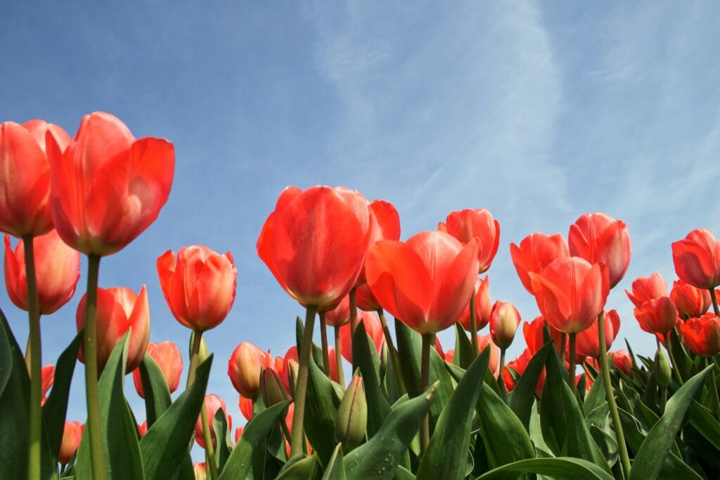 Red Tulips against a blue sky